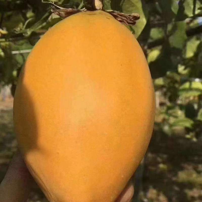 新品种金蜜百香果苗甜蜜百香果树苗纯甜黄金果苗四季