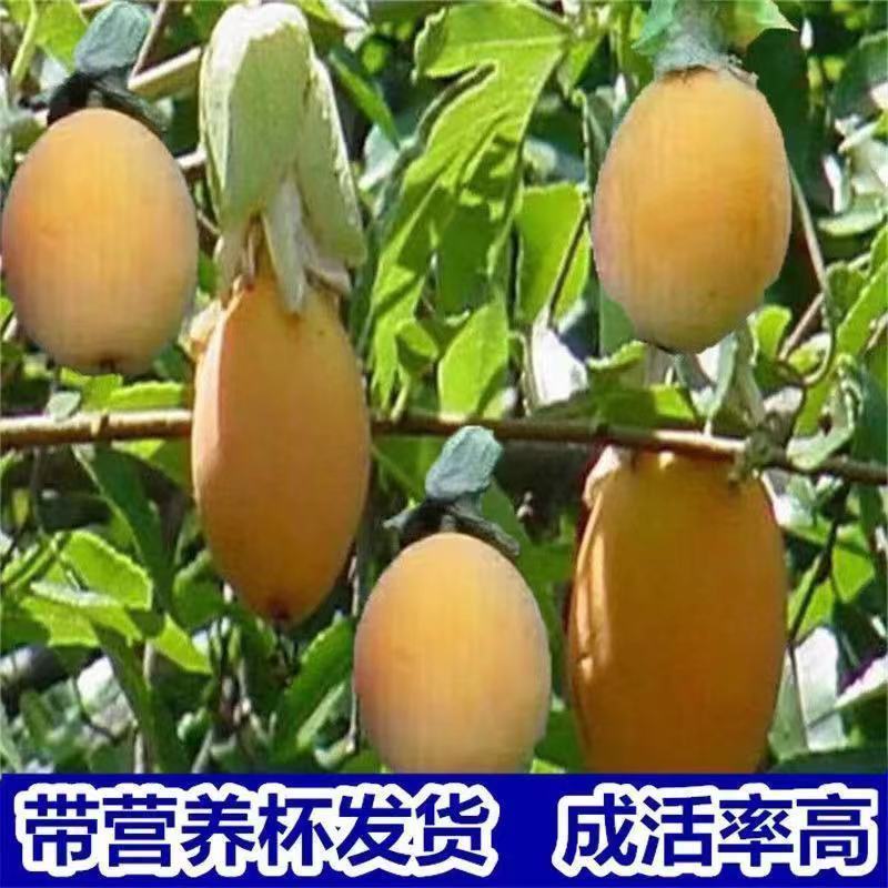 新品种金蜜百香果苗甜蜜百香果树苗纯甜黄金果苗四季