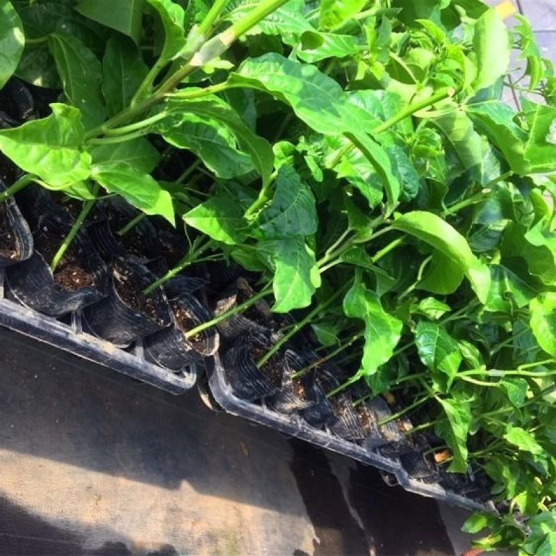 新品种金蜜百香果苗甜蜜百香果树苗纯甜黄金果苗四季