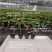 新品种金蜜百香果苗甜蜜百香果树苗纯甜黄金果苗四季