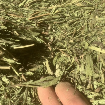 甜叶菊