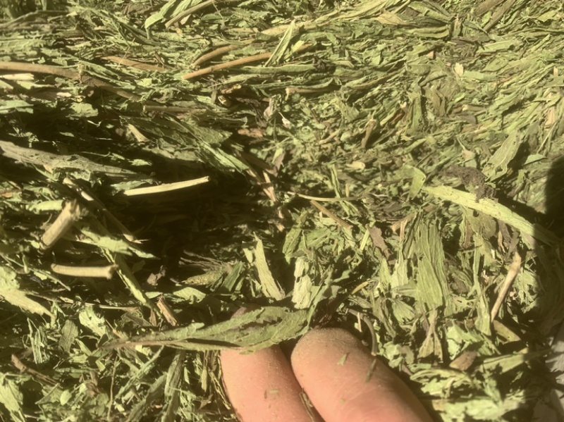 甜叶菊