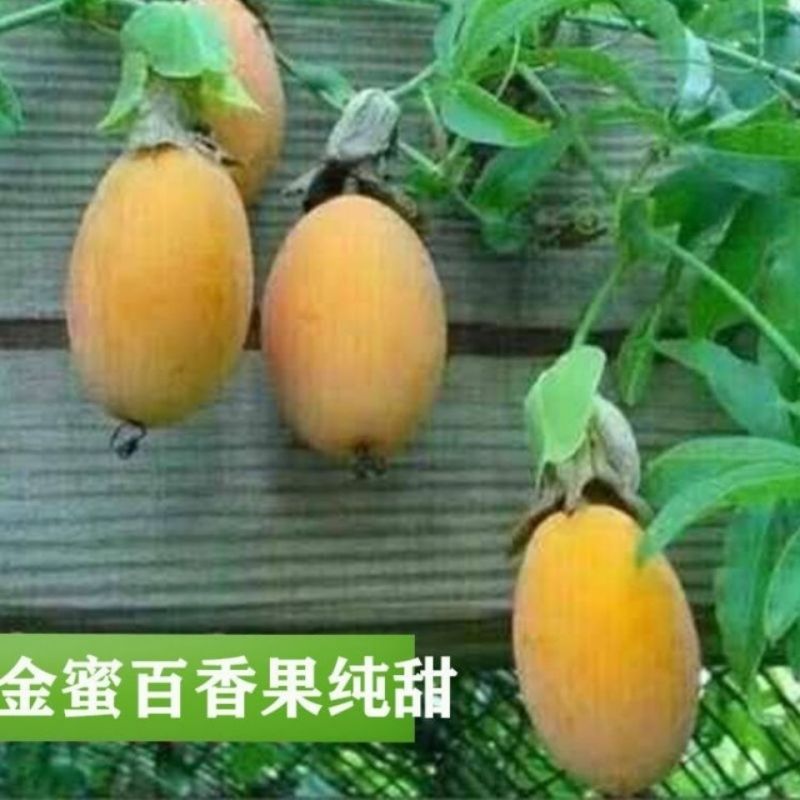新品种金蜜百香果苗甜蜜百香果树苗纯甜黄金果苗四季
