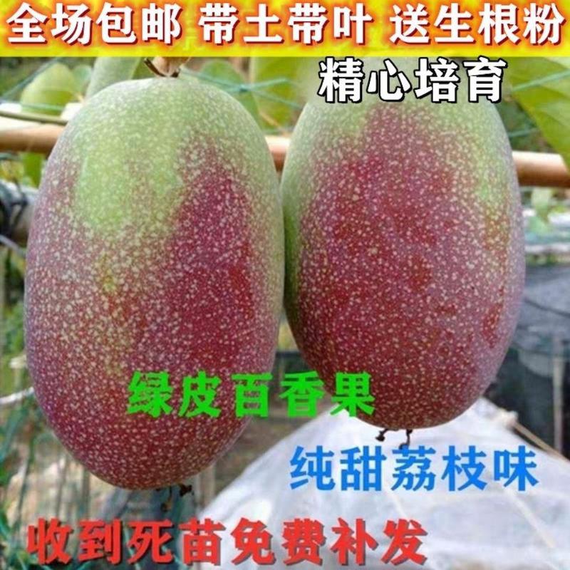 新品种绿皮百香果苗荔枝味纯甜不酸四季结果盆栽地栽当年结果