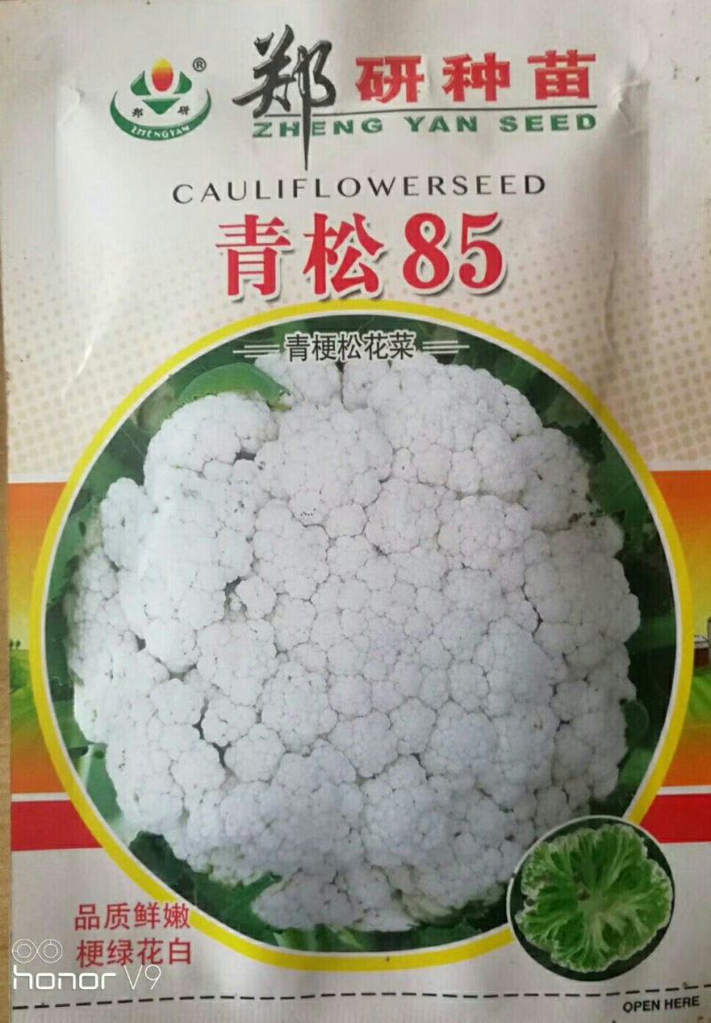 青松85青梗松花菜种子，8克2000粒
