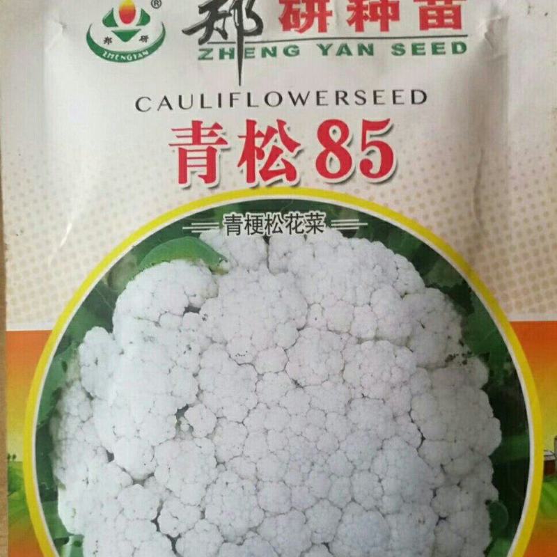 青松85青梗松花菜种子，8克2000粒