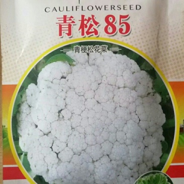 青松85青梗松花菜种子，2000粒
