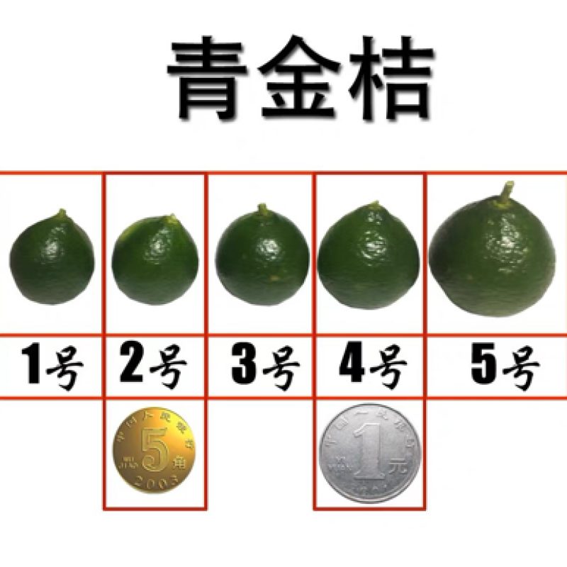 海南青金桔批发市场通用