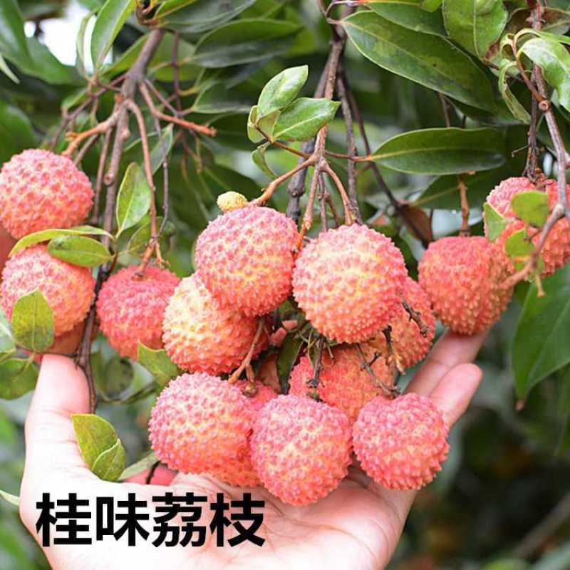 嫁接荔枝果树苗妃子笑桂味无核荔枝苗荔枝果树苗带土带叶