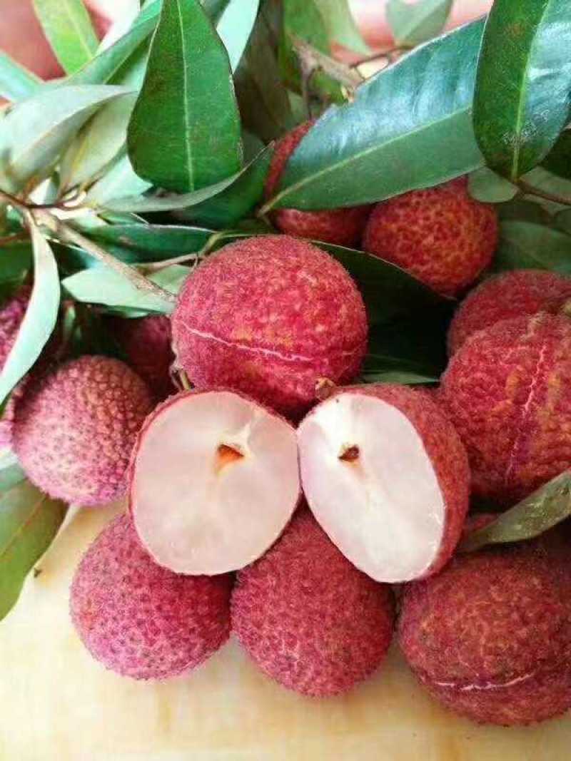 嫁接荔枝果树苗妃子笑桂味无核荔枝苗荔枝果树苗带土带叶
