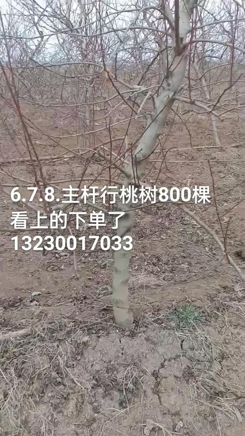 占地梨树，苹果树馆陶县众康果品站大量供应