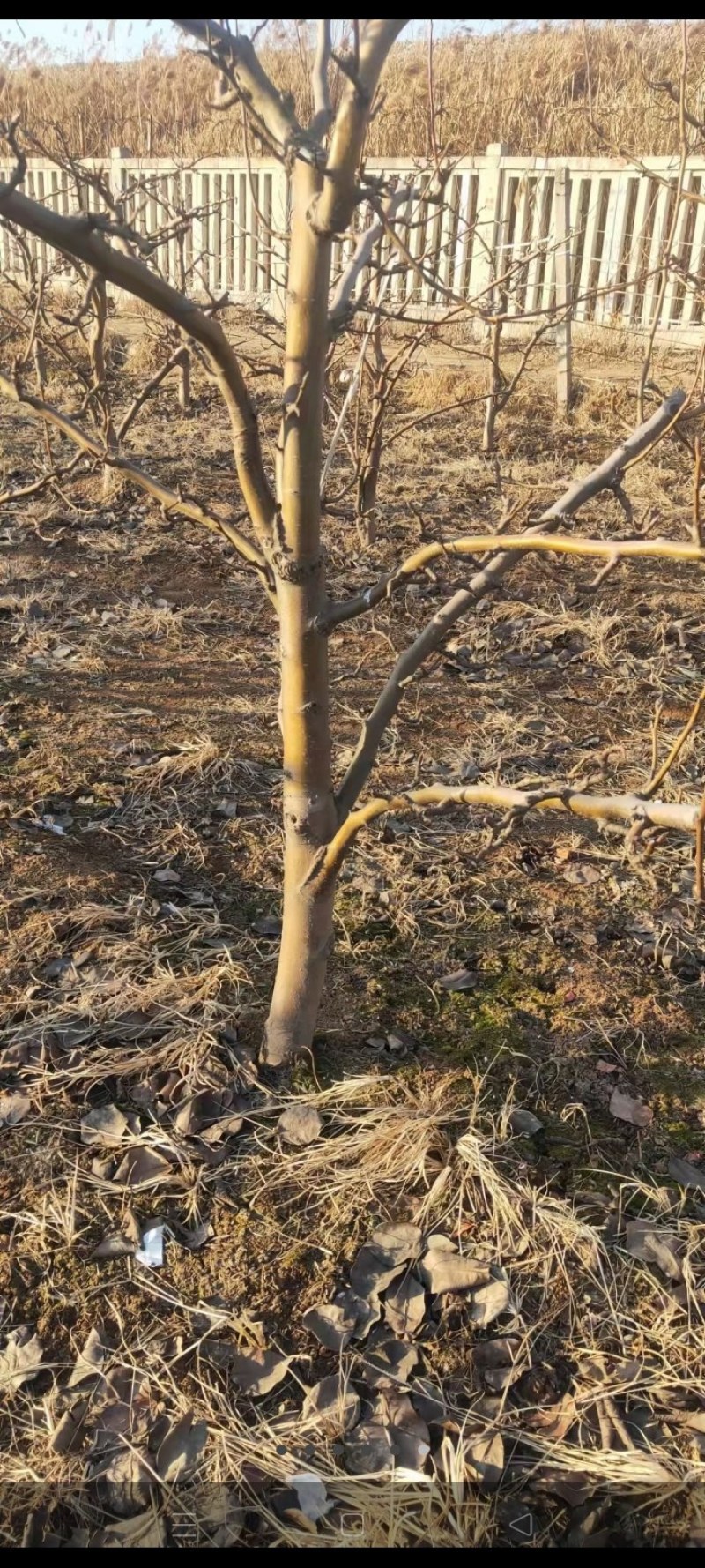 占地梨树，苹果树馆陶县众康果品站大量供应