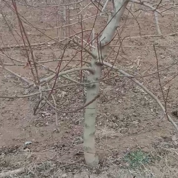 占地梨树，苹果树馆陶县众康果品站大量供应