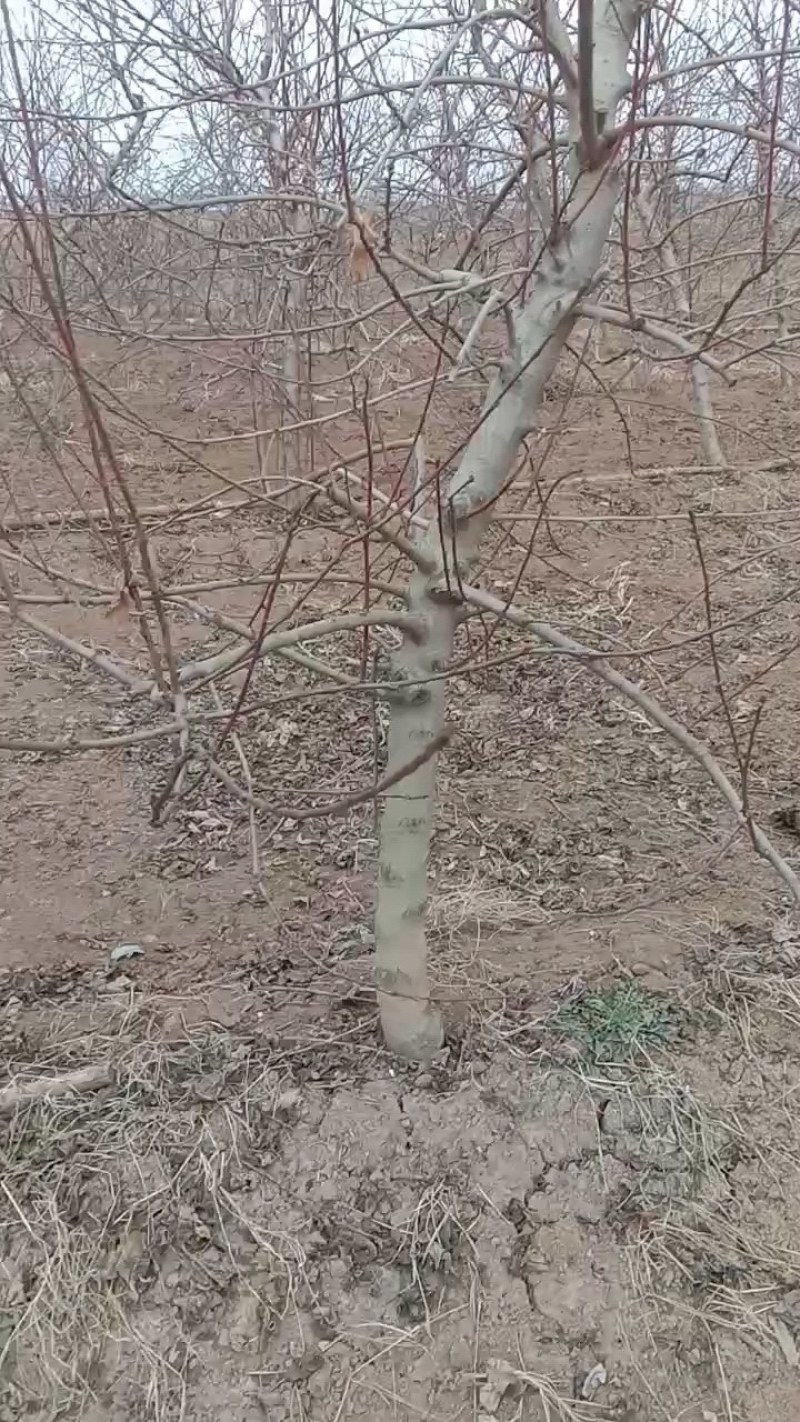 占地梨树，苹果树馆陶县众康果品站大量供应