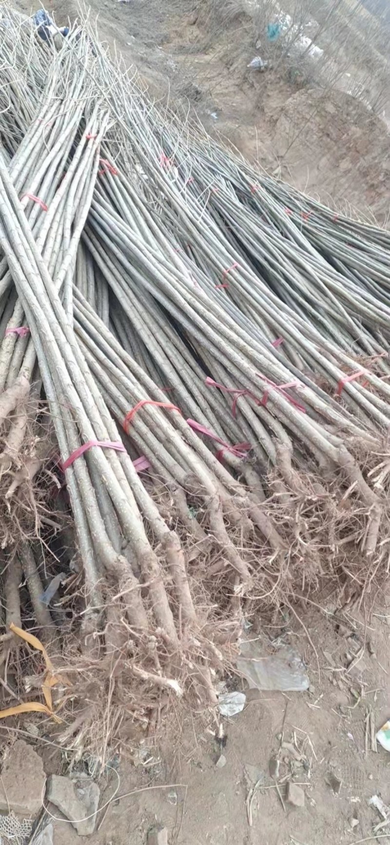 占地梨树，苹果树馆陶县众康果品站大量供应