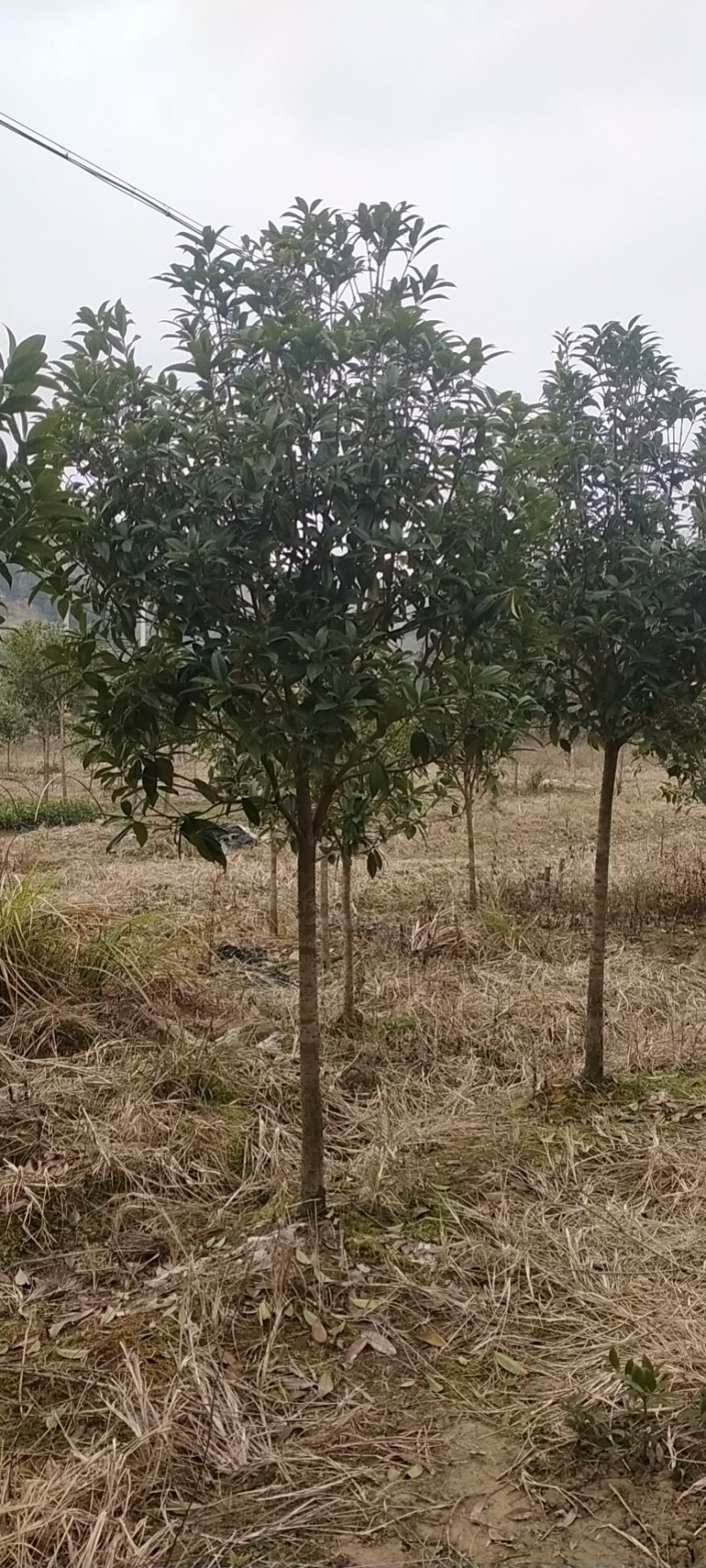 自家5公分桂花树大量有货质优价廉欢迎有需要的来选购