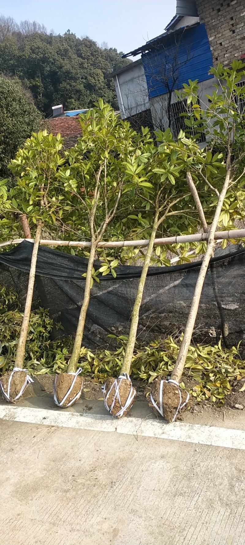 自家5公分桂花树大量有货质优价廉欢迎有需要的来选购