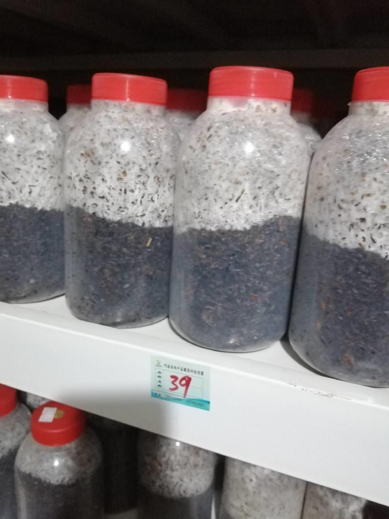 平菇菌种，春夏秋品种！800毫升标准瓶！棉籽壳培养基！
