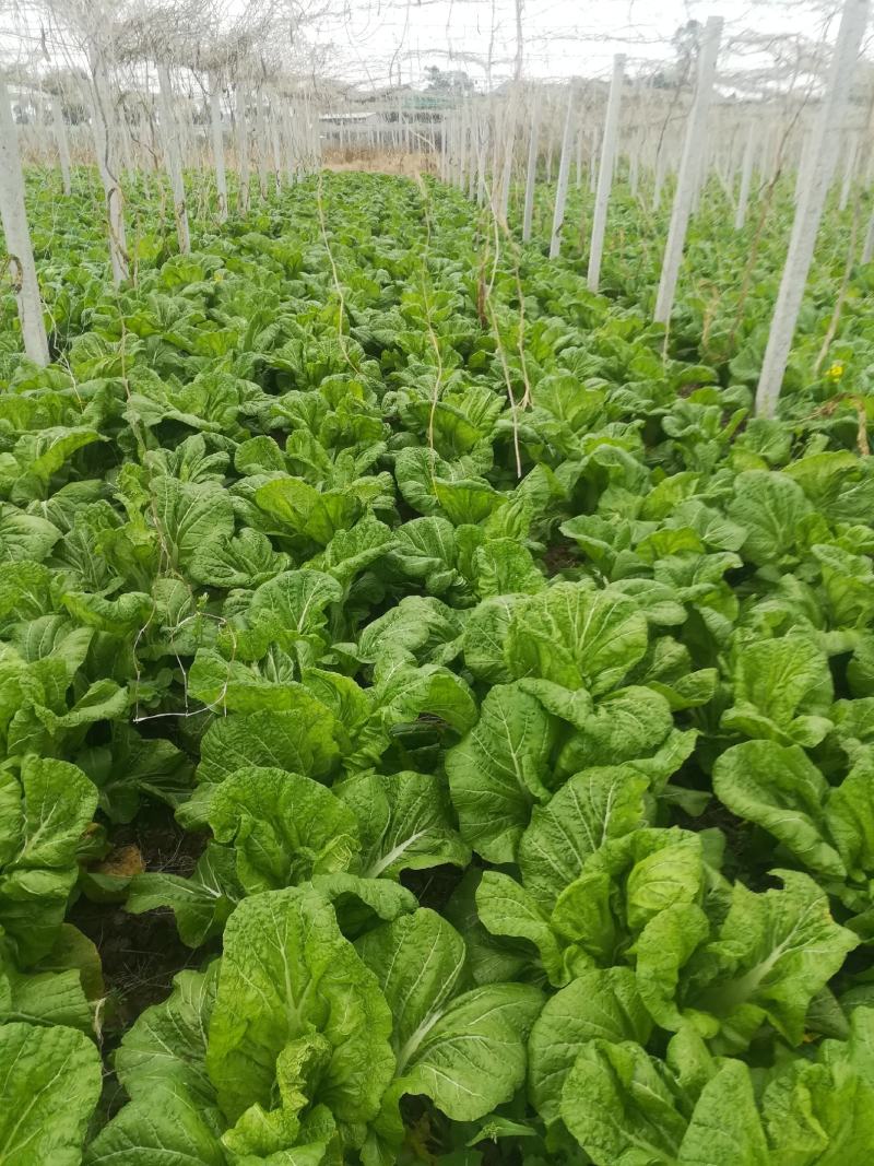 青菜，泡青菜，四川宽叶绿色泡青菜200亩大量出货