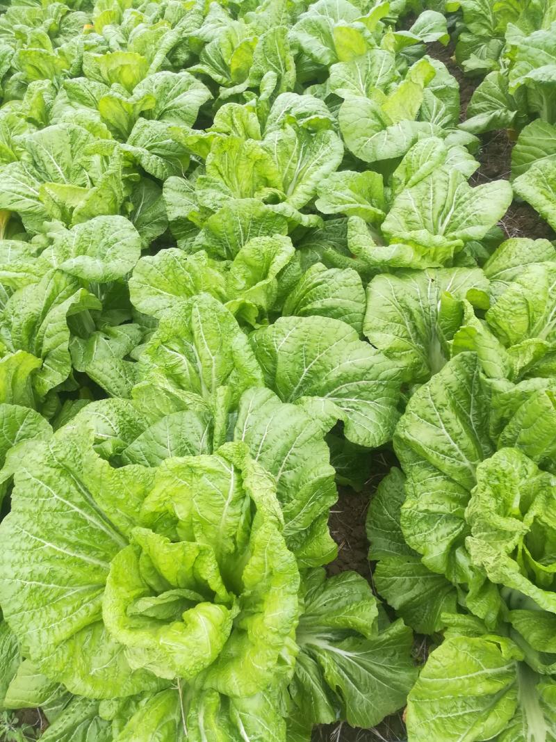 青菜，泡青菜，四川宽叶绿色泡青菜200亩大量出货