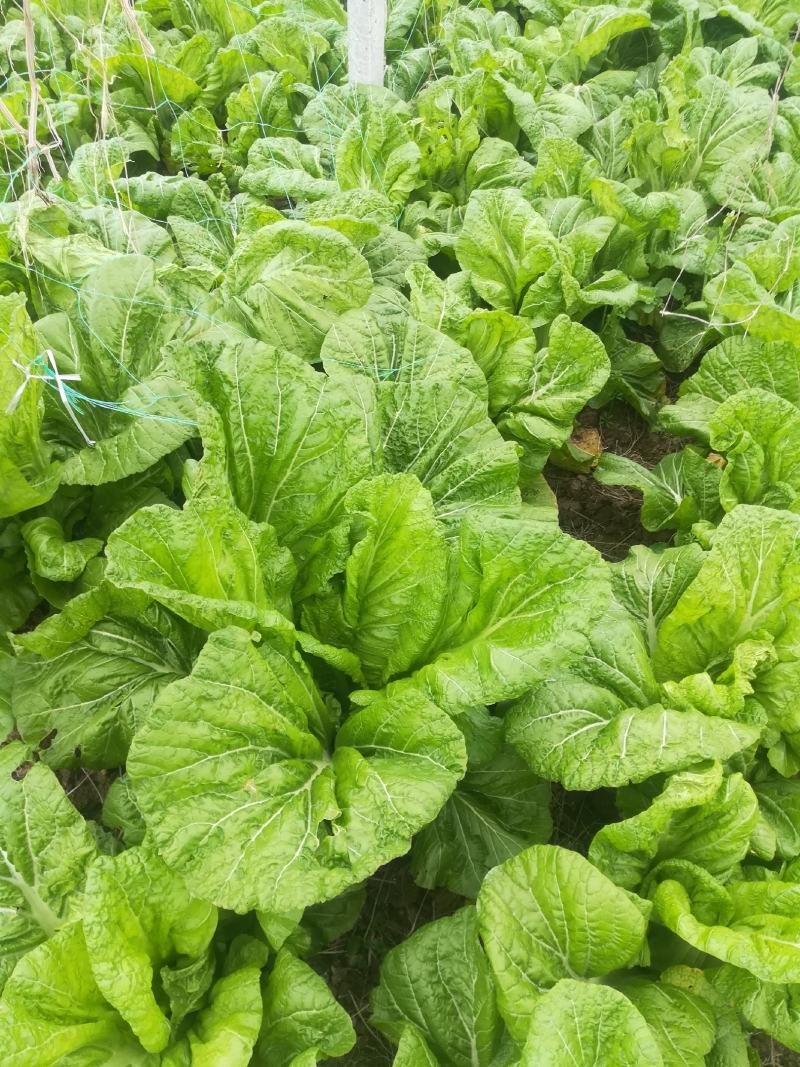 青菜，泡青菜，四川宽叶绿色泡青菜200亩大量出货