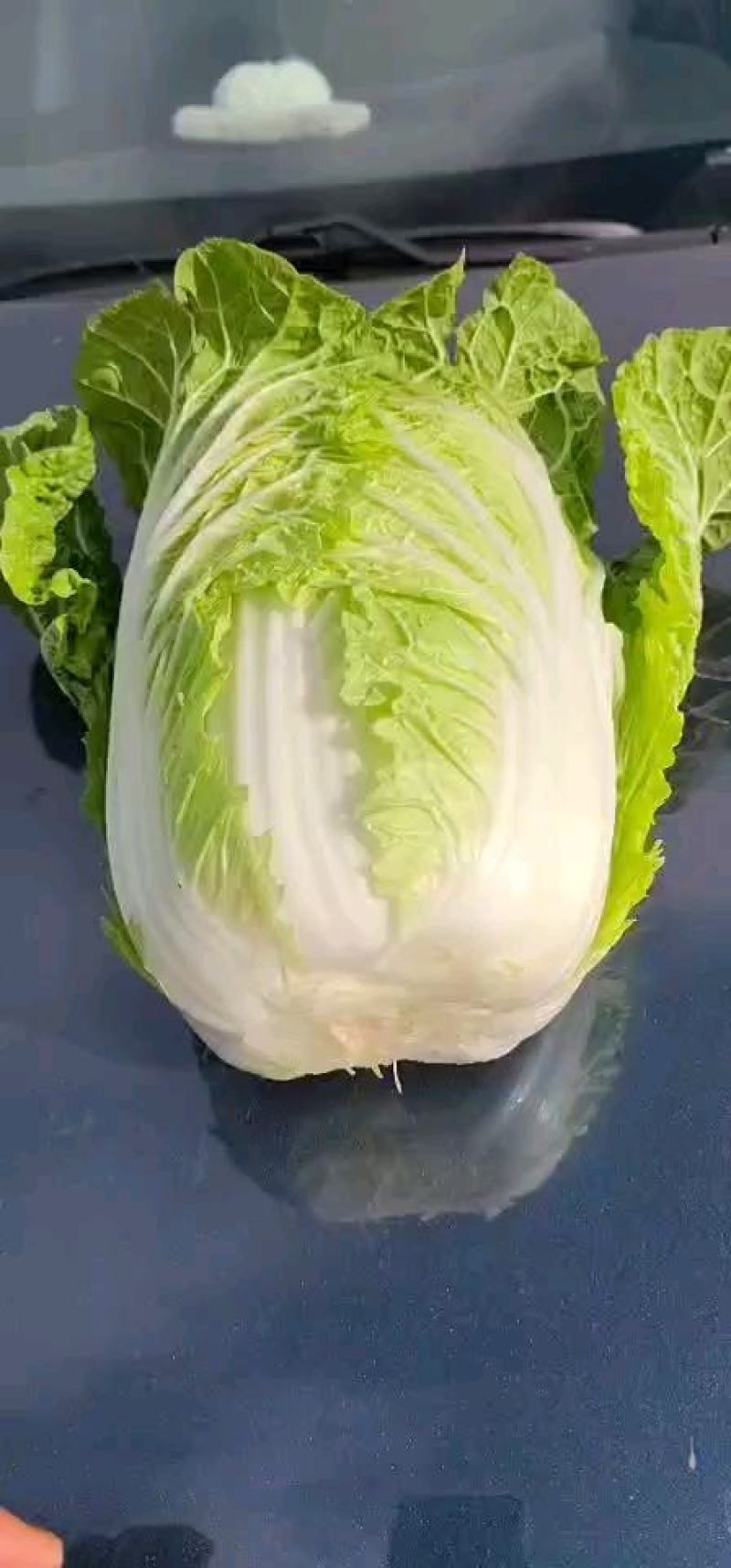 矮颗黄心大白菜2022年3月份开始上市的大棚蔬菜