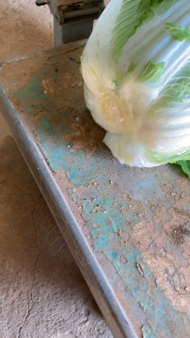 矮颗黄心大白菜2022年3月份开始上市的大棚蔬菜