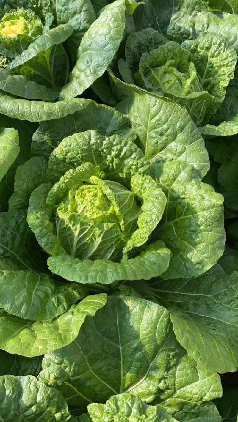 矮颗黄心大白菜2022年3月份开始上市的大棚蔬菜