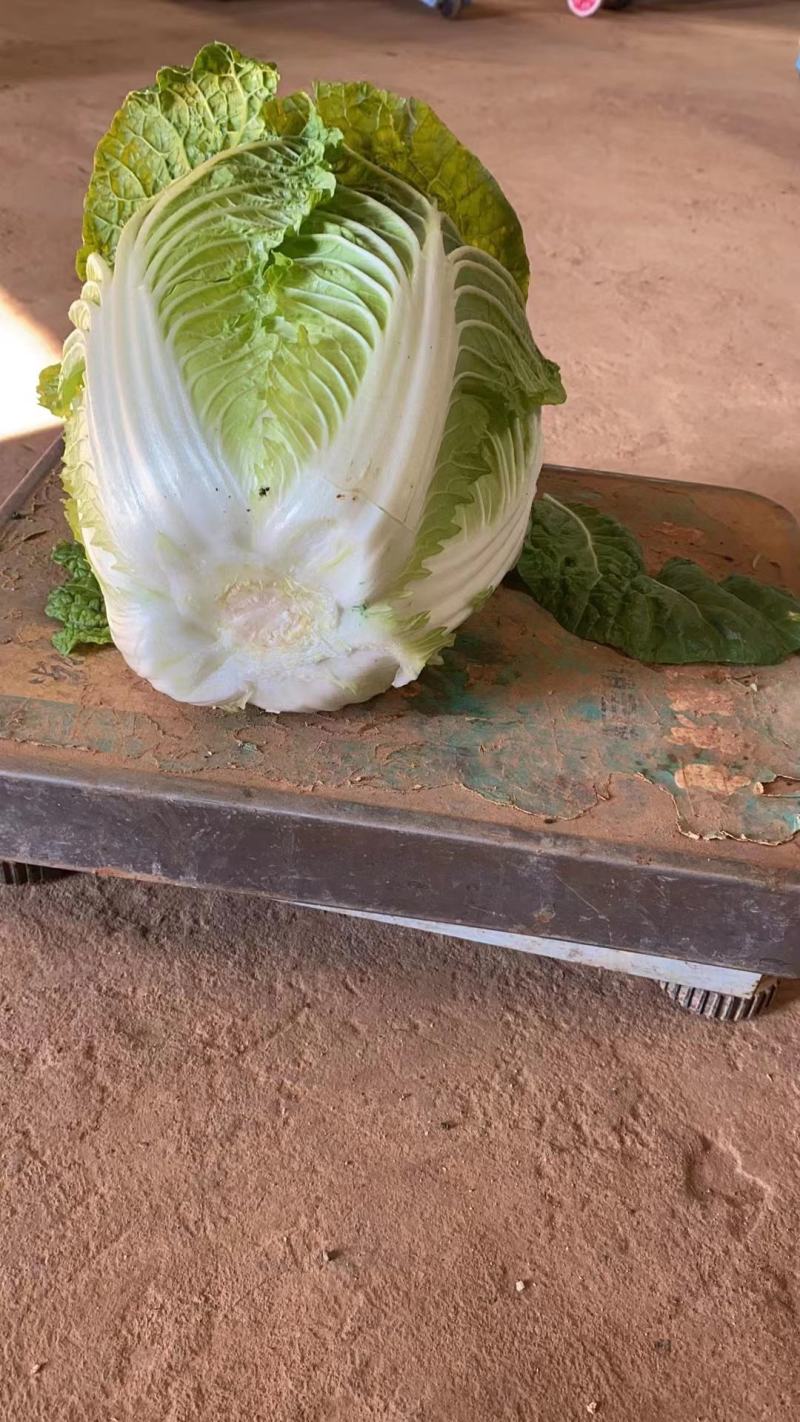 矮颗黄心大白菜2022年3月份开始上市的大棚蔬菜