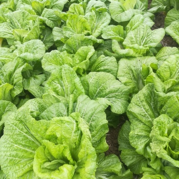 青菜，泡青菜，四川宽叶绿色泡青菜200亩大量出货