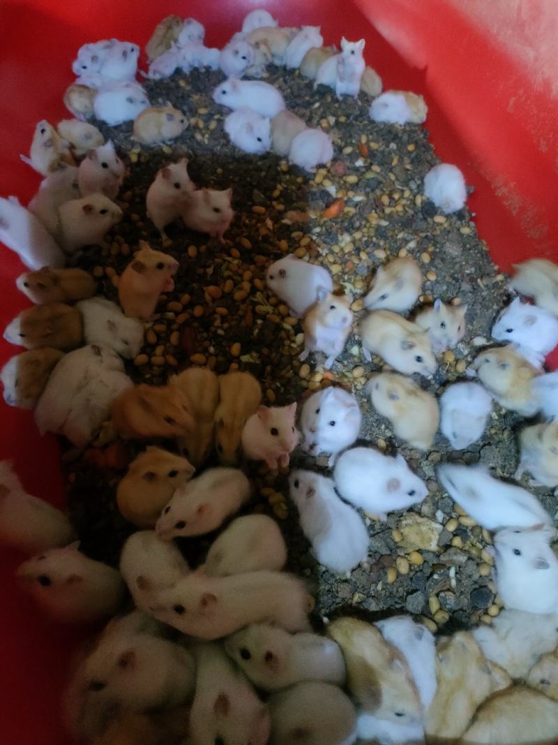 仓鼠银狐三线布丁紫仓大量出售，价格优惠