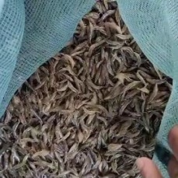 贼漂亮的小草虾（蹦蹦虾）！！！