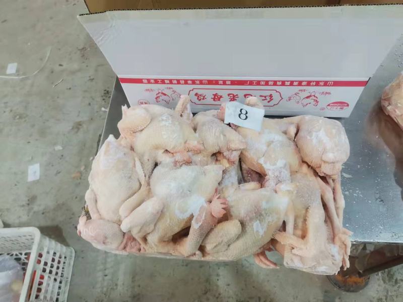 清真500天以上全净膛去肺去油老母鸡6只到10只