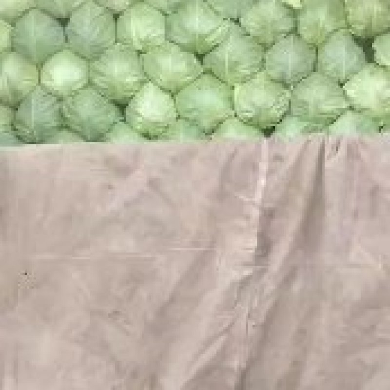 山东潍坊市八里甘蓝大量上市