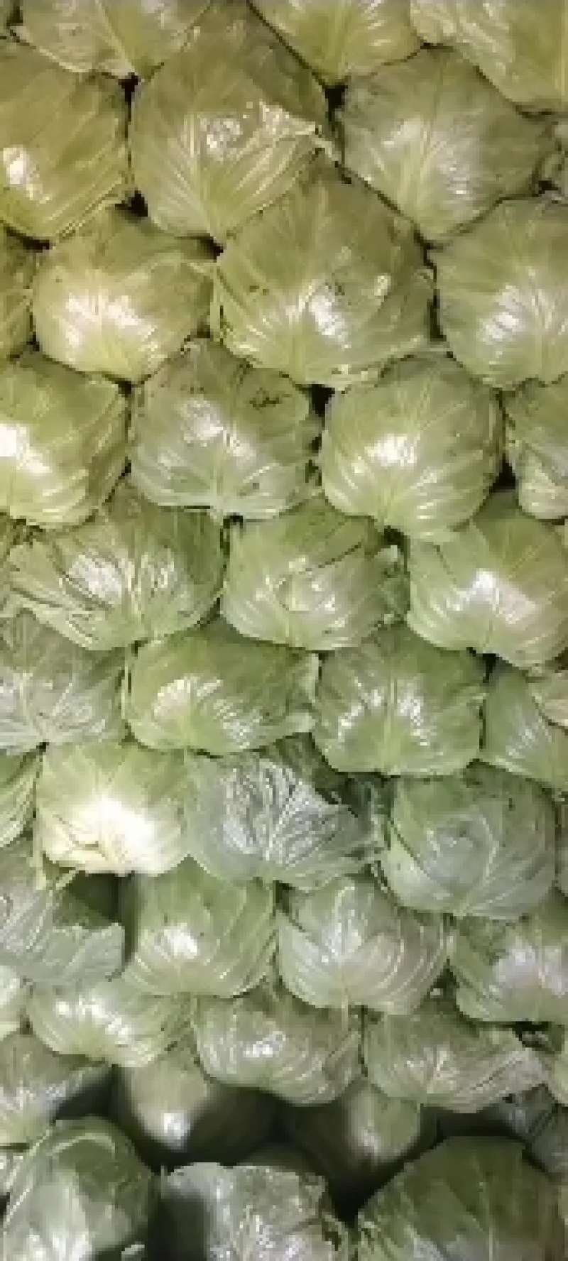 山东潍坊市八里甘蓝大量上市