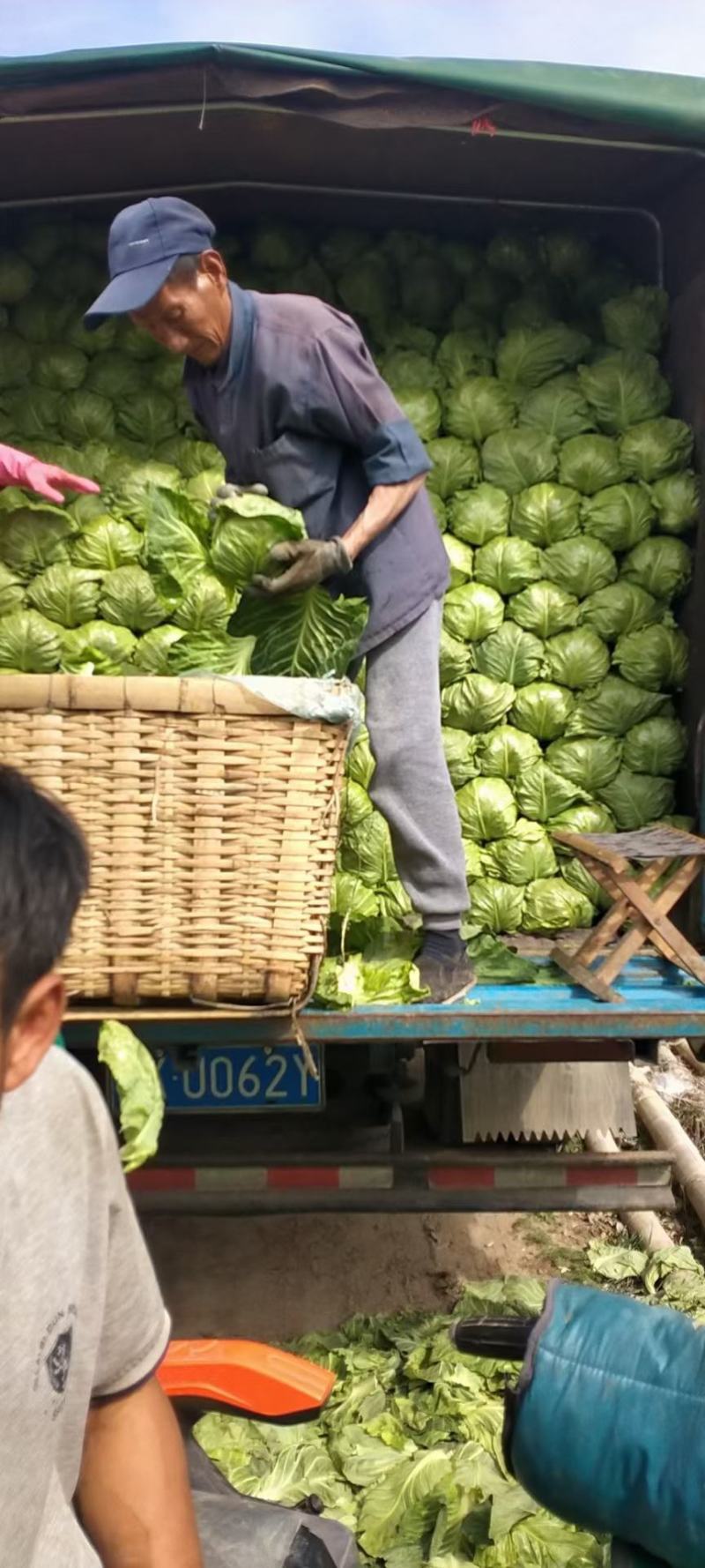 山东潍坊市八里甘蓝大量上市