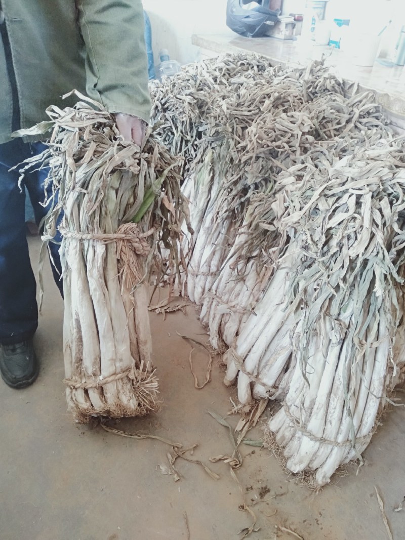 大葱大量出售