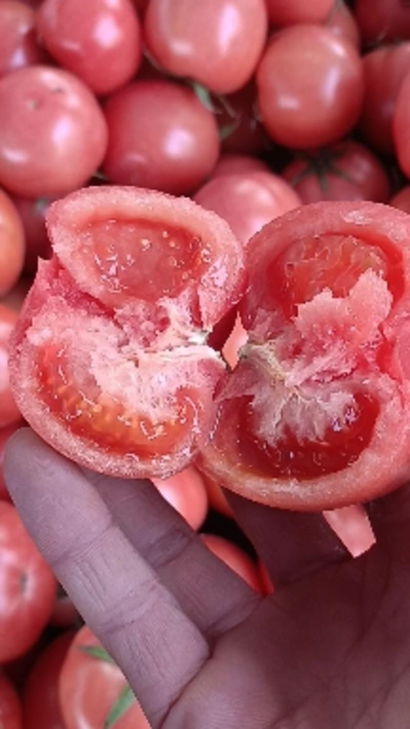 【货源充足】西硬粉西红柿产地直供一手货源价格便宜合作共赢