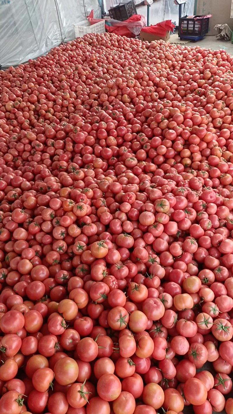【货源充足】西硬粉西红柿产地直供一手货源价格便宜合作共赢