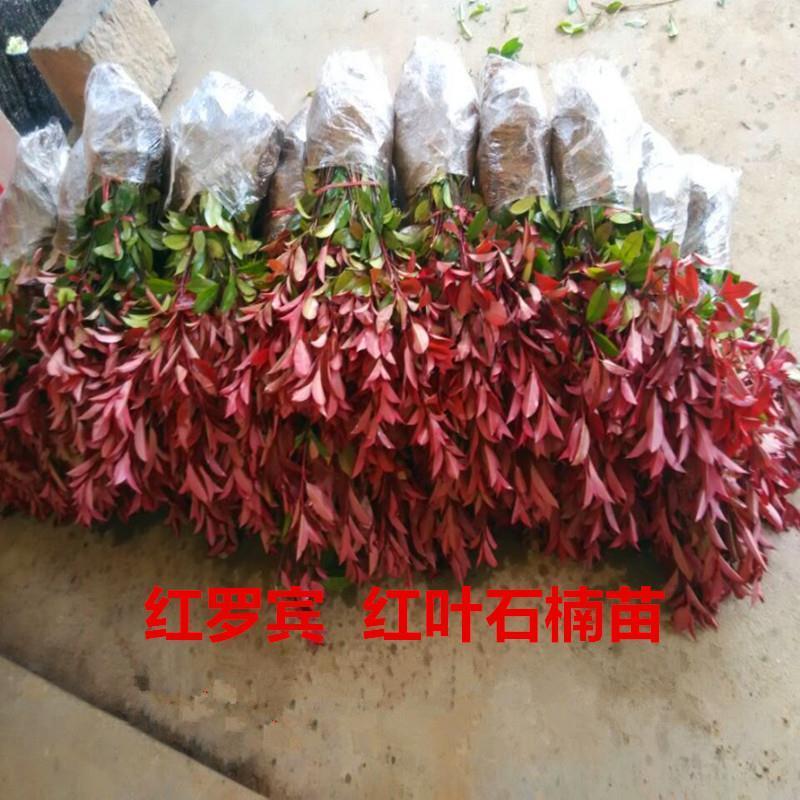 红叶石楠树苗红叶石楠苗火焰红小苗红叶石楠球球形庭院绿篱绿