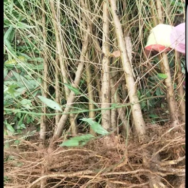 实生桃苗、基地供应！各规格齐全！货源充足！占地、绿化工程