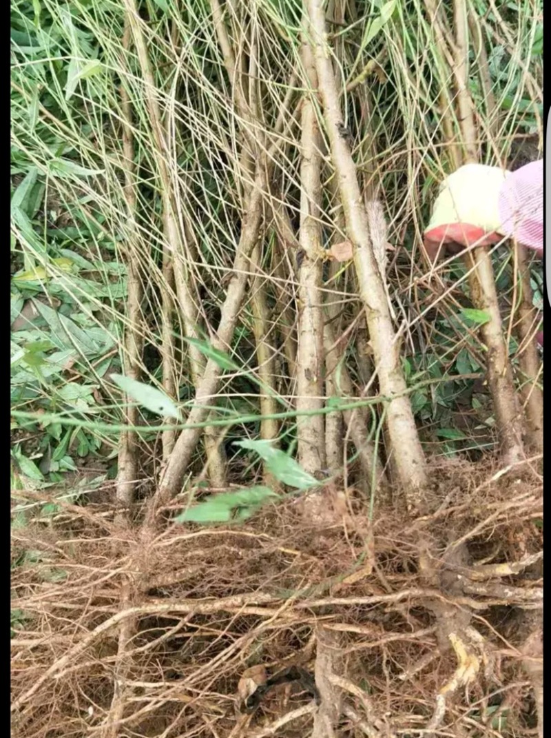 实生桃苗、基地供应！各规格齐全！货源充足！占地、绿化工程