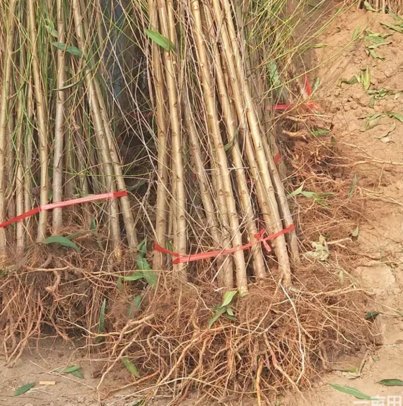实生桃苗、基地供应！各规格齐全！货源充足！占地、绿化工程