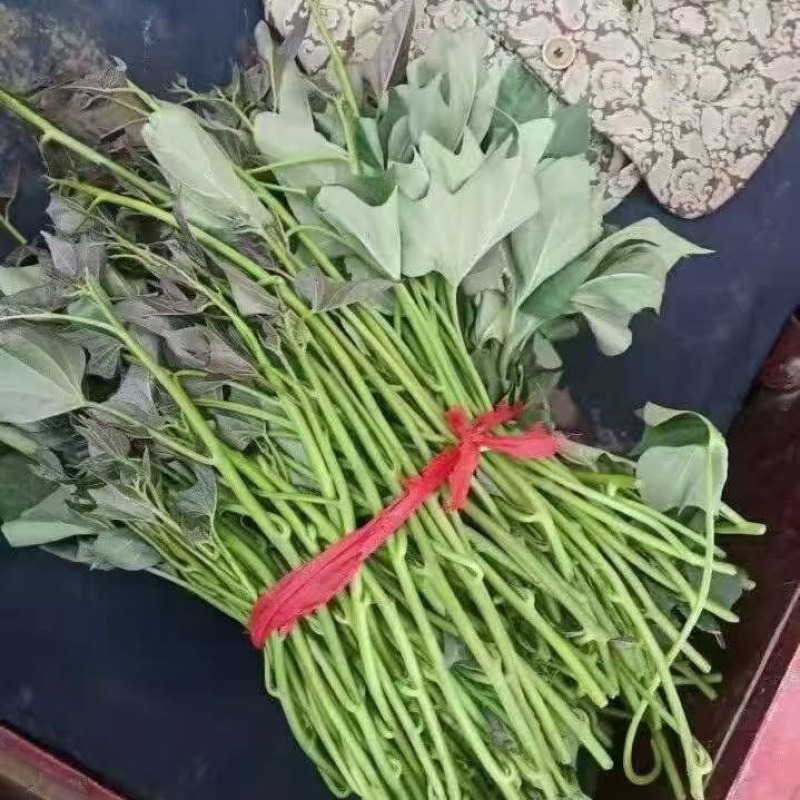 大量供脱毒商薯19，龙薯九号，西瓜红，红薯苗