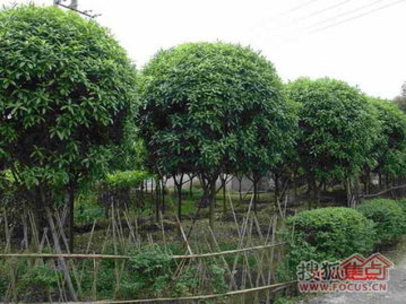 桂花树，金桂，丹桂，10公分，12公分，15公分18公分