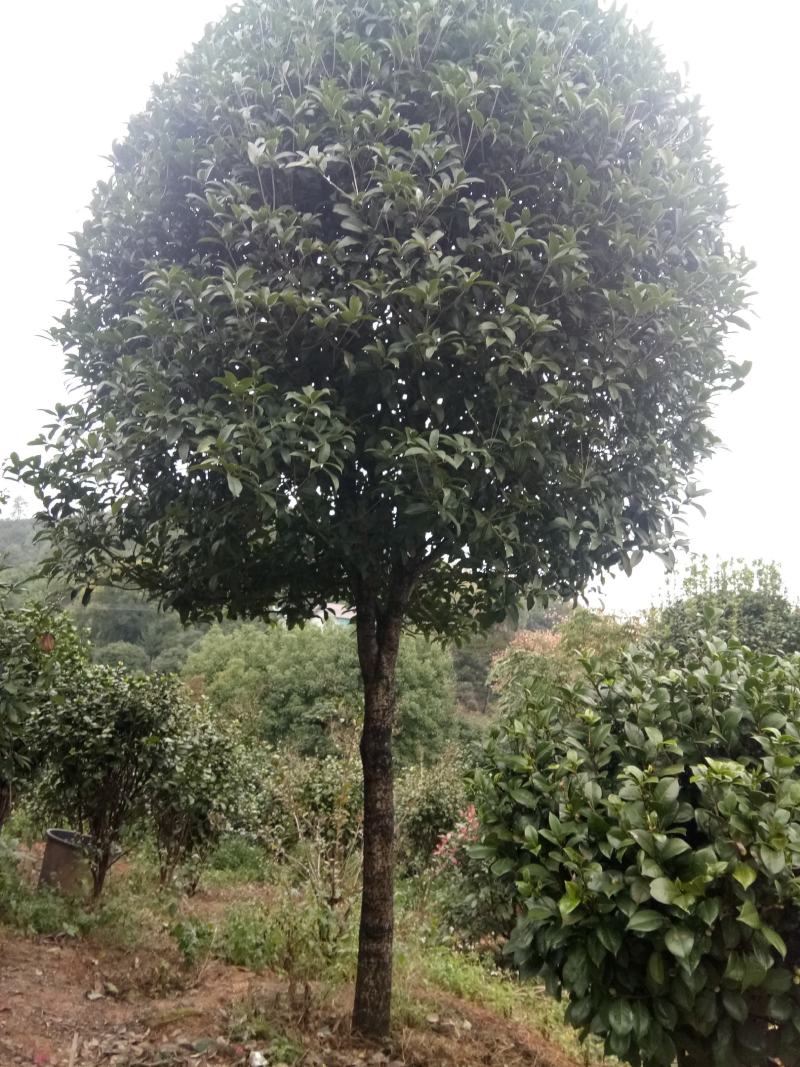 桂花树，金桂，丹桂，10公分，12公分，15公分18公分