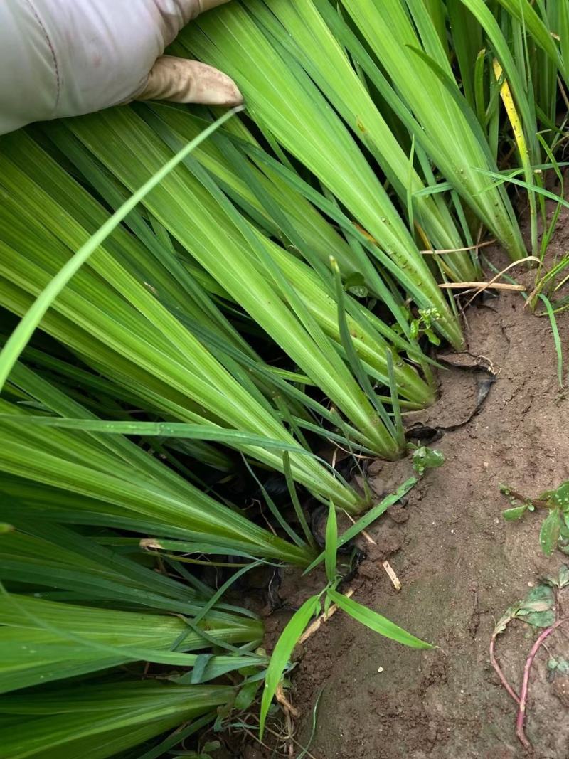 水生鸢尾鸢尾大量有货基地直发支持实地看货