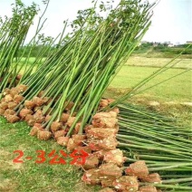 香樟树，5公分8公分10公分12公分光杆香樟树