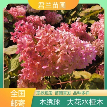 木绣球木绣球苗大花水桠木绣球圆锥绣球小苗