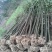 香樟树，5公分8公分10公分12公分光杆香樟树